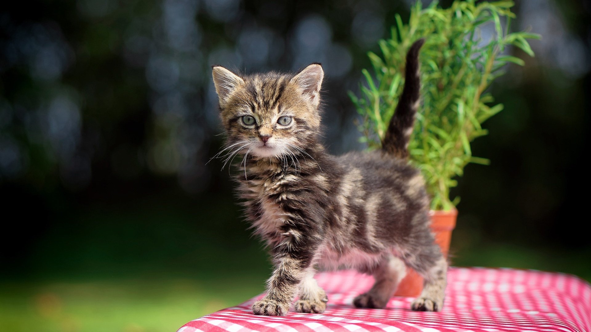 摩洛哥队在巴黎奥运会上展示了高水平的比赛状态，摩洛哥奥运会第几个出场