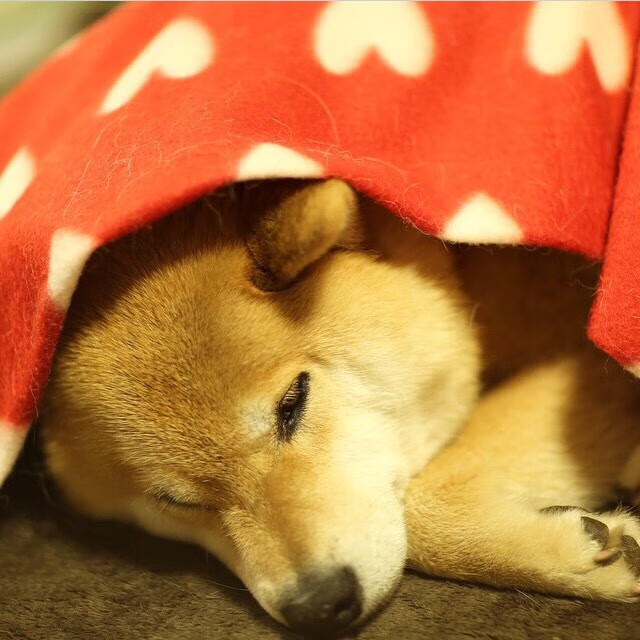 “青训导师交流会成功举办,推动全国青训水平提升”,青年训练队